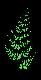 fern2.jpg